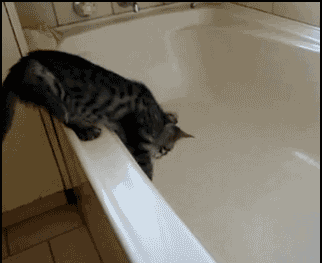 Cat In Bathroom