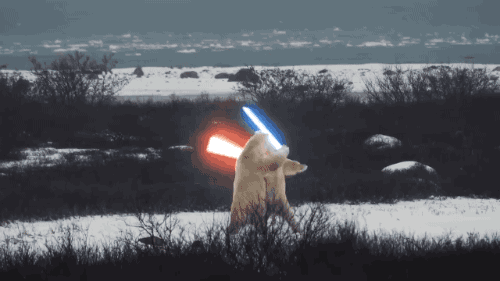 Funny Bears Star Wars Fighting
