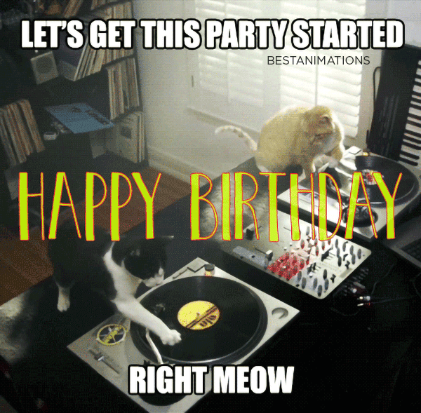 Funny Cat Birthday Wishes Gif