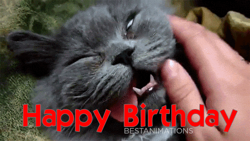 Funny Animated Cat Birthday Gif gif
