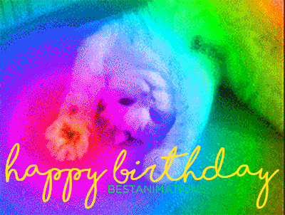 Rainbow Cute Happy Birthday Kitty Gif gif