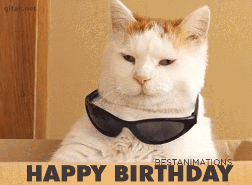 Funny Happy Birthday Cat Gif gif