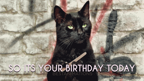 Its Your Birthday Funny Cat Gif