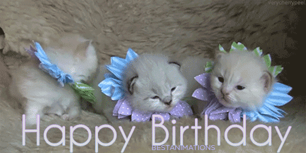 Cutest Happy Birthday Kittens Gif