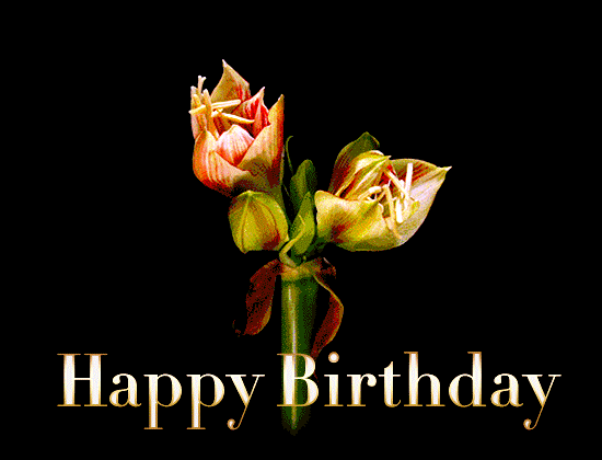 birthday gif