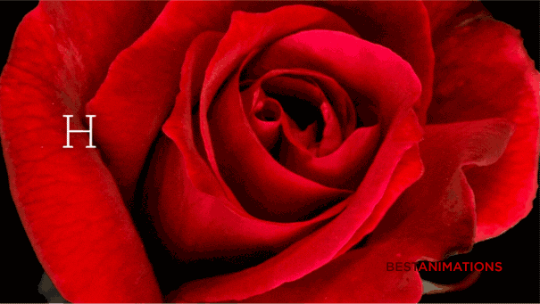 Happy Birthday Red Rose 