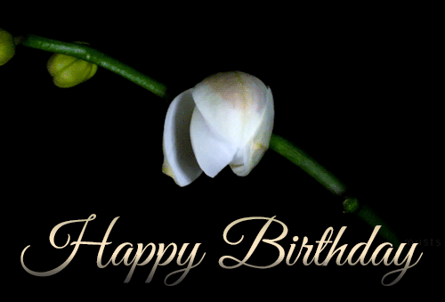 Happy Birthday White Orchid