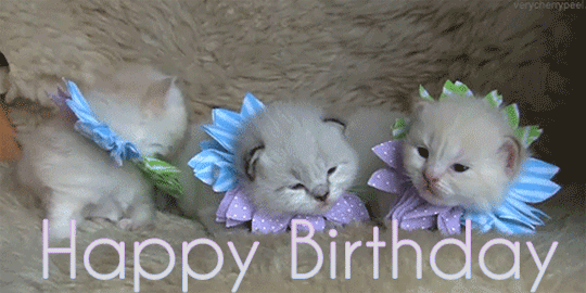 Cute Kittens Happy Birthday gif