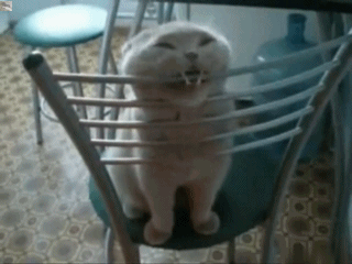 Cat Sit On Chair