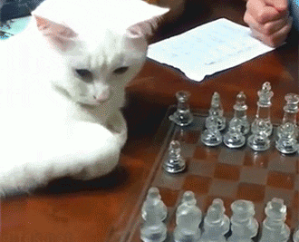 Cat Playing Chess