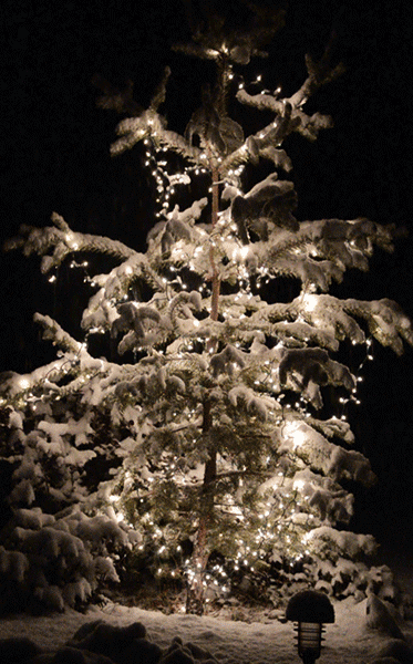 Christmas Tree In Snow
