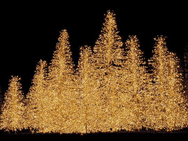 Christmas Light Trees Gold Light Outdoor animated gif