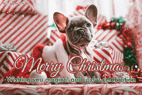Cute Puppy Merry Christmas  gif