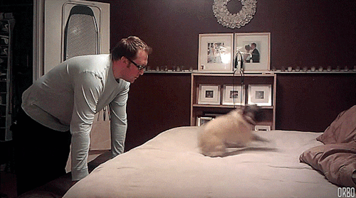 Pug Playing On Bed