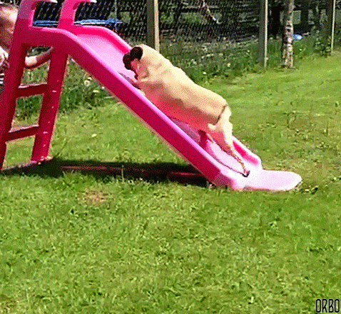Dog Running Up Slide