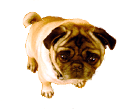 Pug Pixel Art