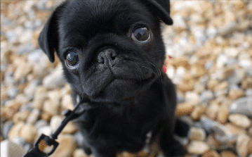 Baby Black Pug