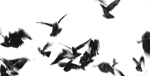 Doves Pigeons Flock Flying Hipster gif