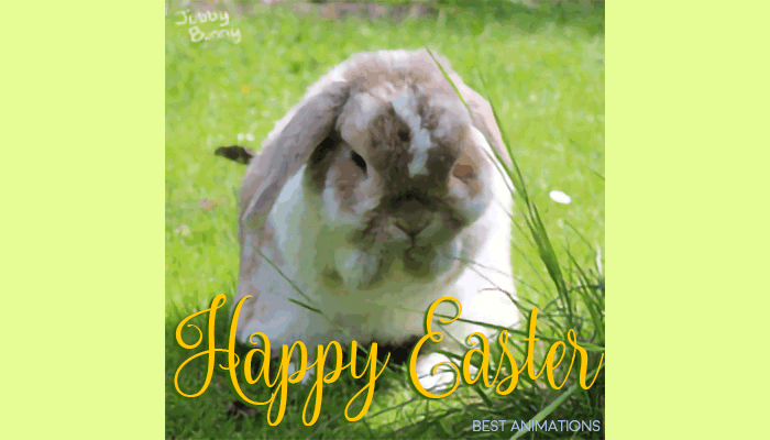 Bunny Happy Easter gif