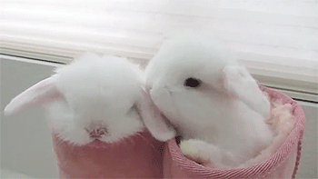 Two Cute Bunnies