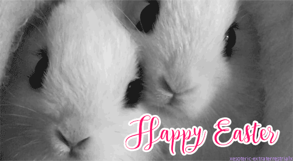Cute Happy Easter Rabbits Gif