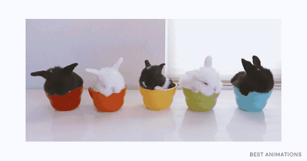 Cute Bunny Babies gif