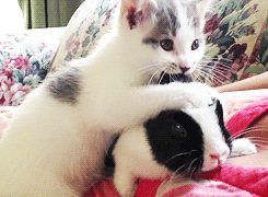 Cat And Bunny gif