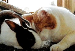 Cute Cat With Bunny gif