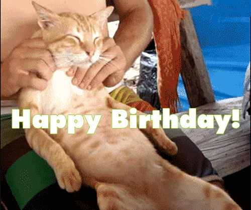 Funny Cat Massage Gif animated gif