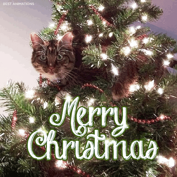 Funny Cat Merry Christmas gif
