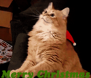 Funny Cat Christmas