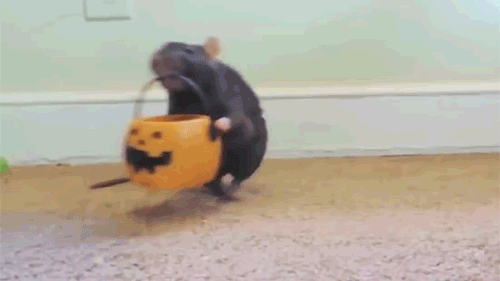 Funny Rat With Pumpkin