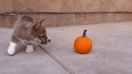 Puppy With Pumpkin
