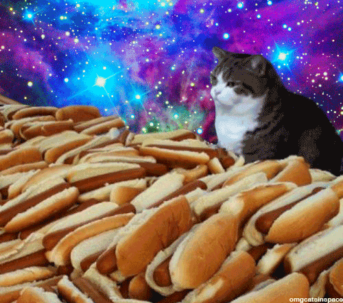 Cat Hot Dog In Space