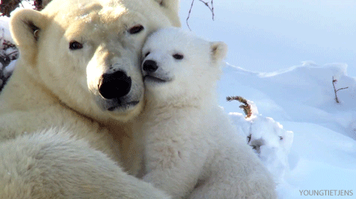 Polar Bear Hugs Gif