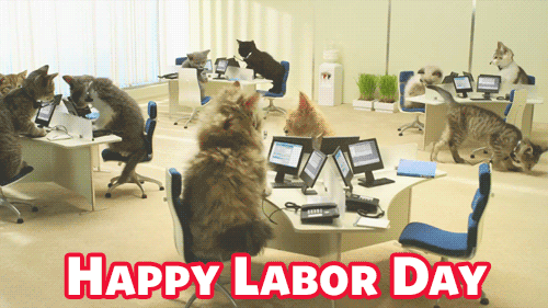 Funny Labor Day Gif Office Cats