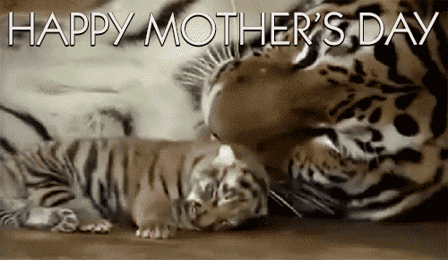 Tiger Mom With Baby Tiger gif