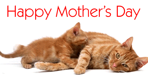 Cat Happy Mothers Day animated gif