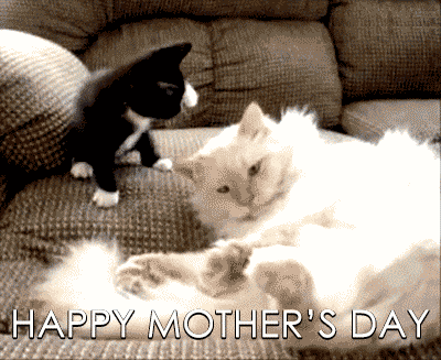 Kitten Attacking On Mom animated gif