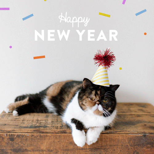 Happy New Year Party Cat gif