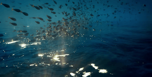 School Of Fish Under Water Ocean