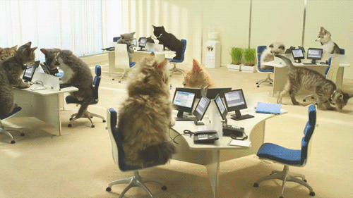 Cats Working In Office
