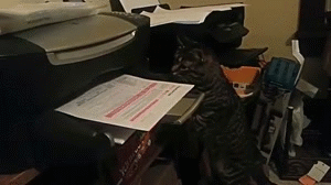 Cat Sends Urgent Fax gif