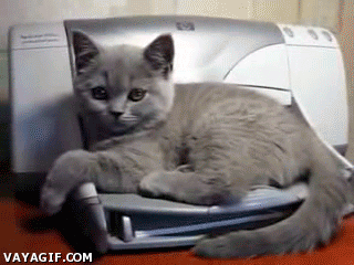 Cat On Printer