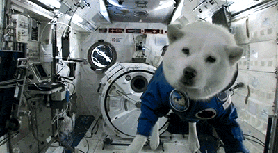 Dog In Space Rocket