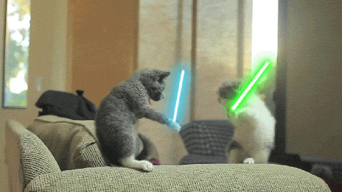 Funny Kittens Light Sabers Fight
