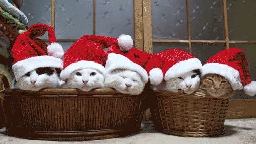 Funny Santa Cats animated gif