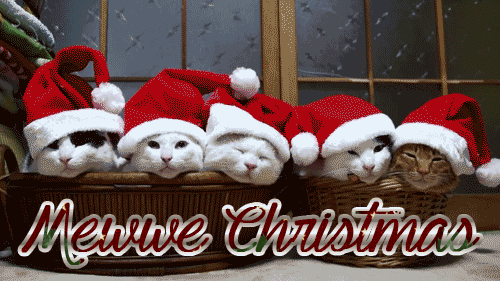 Merry Christmas Santa Cats gif