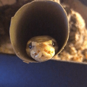 Cute Ball Python Snake