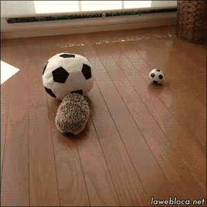 Hedgehog Playing Soccer Ball gif